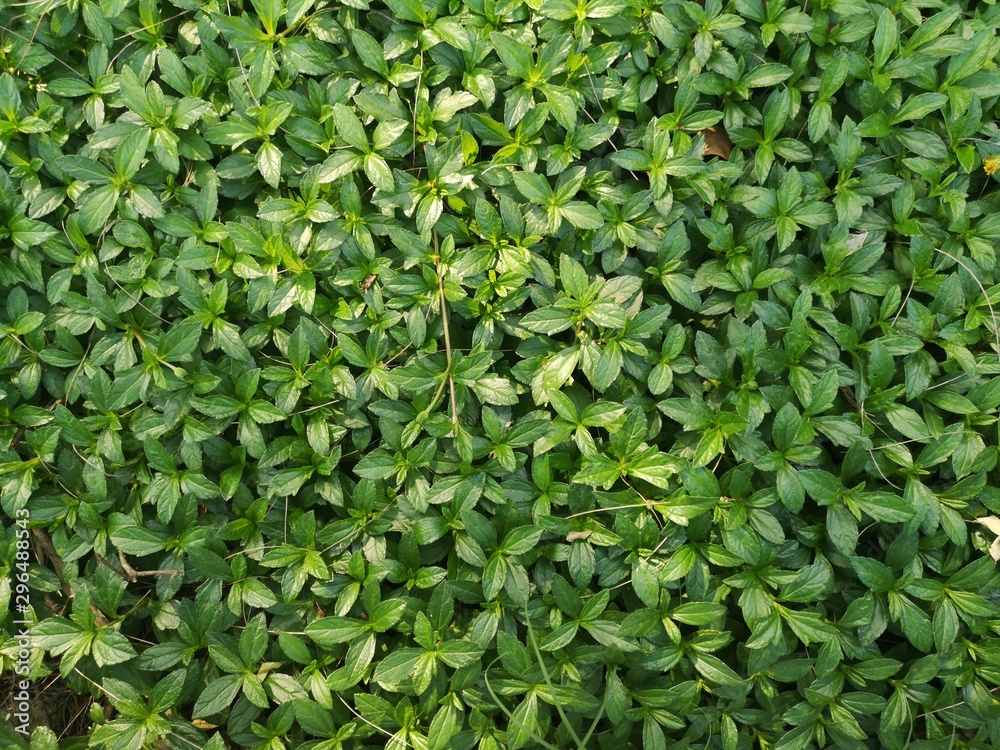 Obraz premium background of green leaves