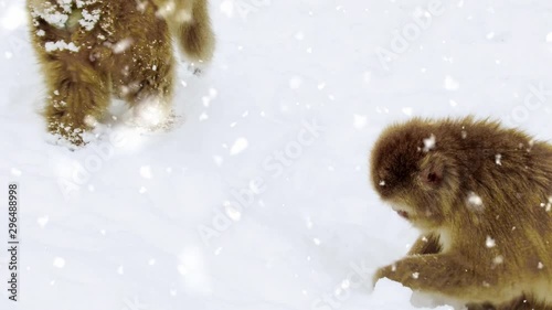 animals, nature and wildlife concept - japanese macaque searching and eating food in snow at jigokudan monkey park photo