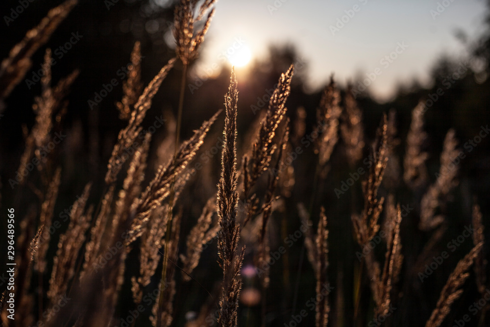 Plants at sunset. Spikes in the field. Beautiful natural background from plants.