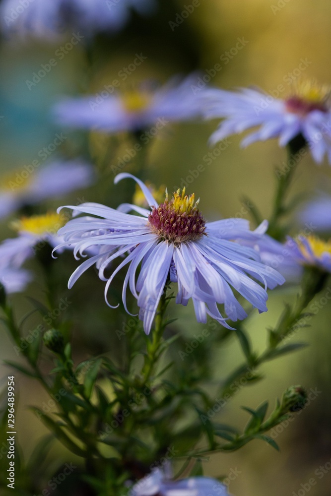 Obraz premium soft light blue blossoms with green background