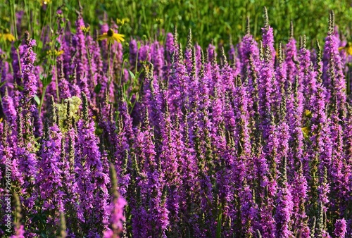 snake grass flower  Echium vulgare 