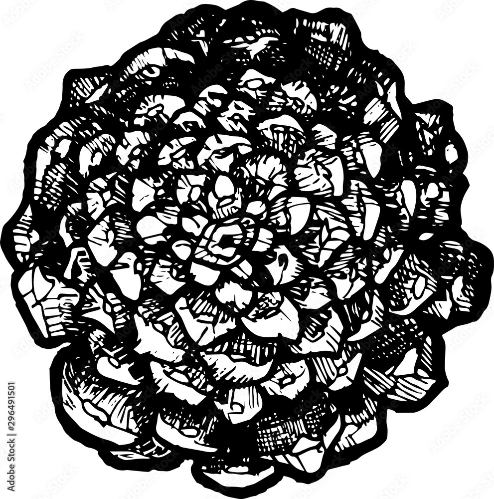 Fototapeta premium The image of a pine cone made using the hatching technique.