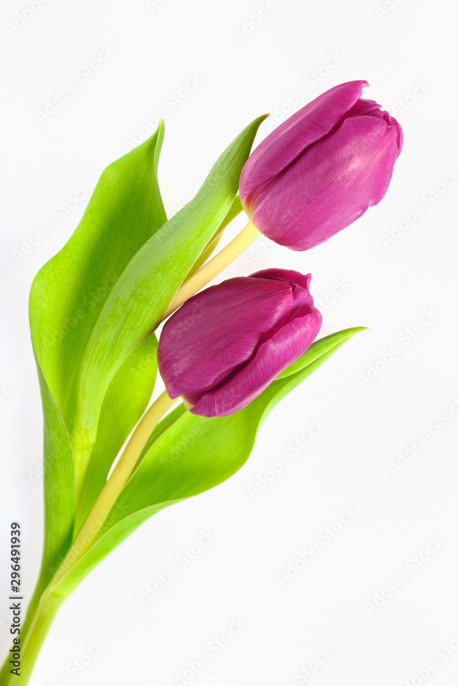 Fototapeta premium Tulpen