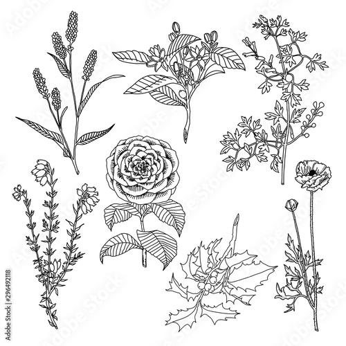 rysunek botaniczny rośliny kwiaty obrys kształt