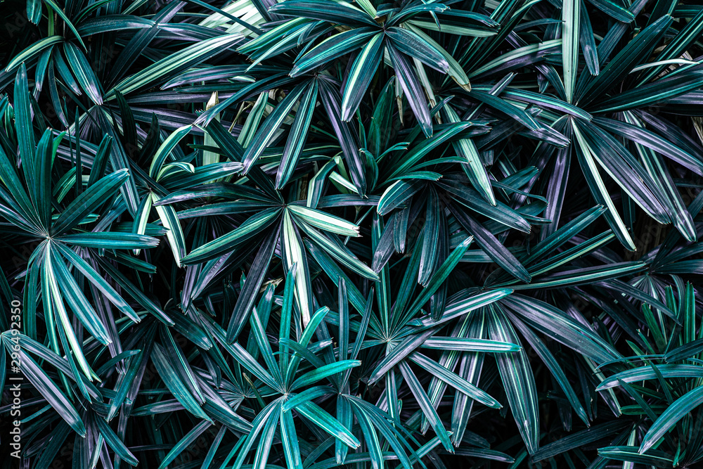 abstract green leaf texture, nature pattern background, tropical leaf abstract green leaf texture, nature pattern background, tropical leaf