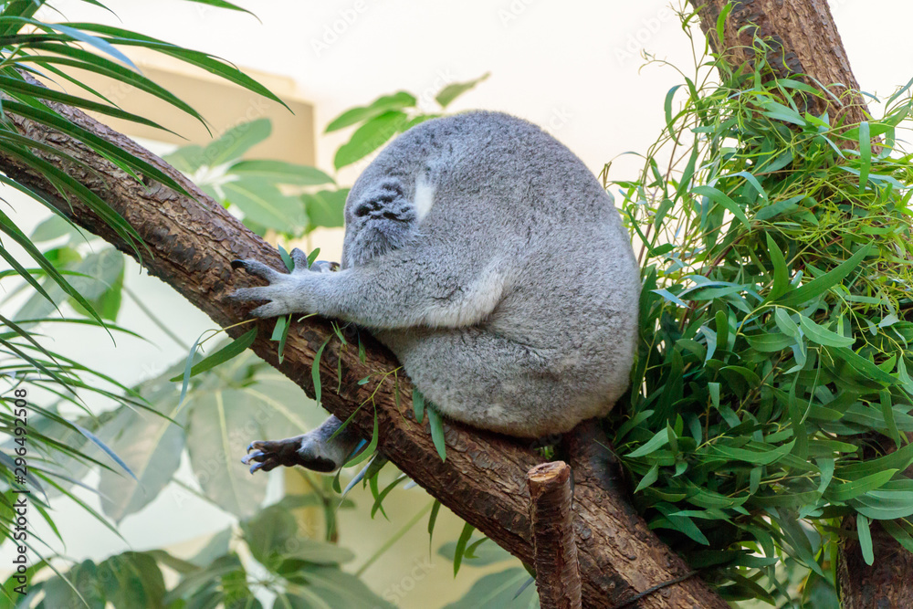 Fototapeta premium Cute koala bear resting and sleeping on a tree