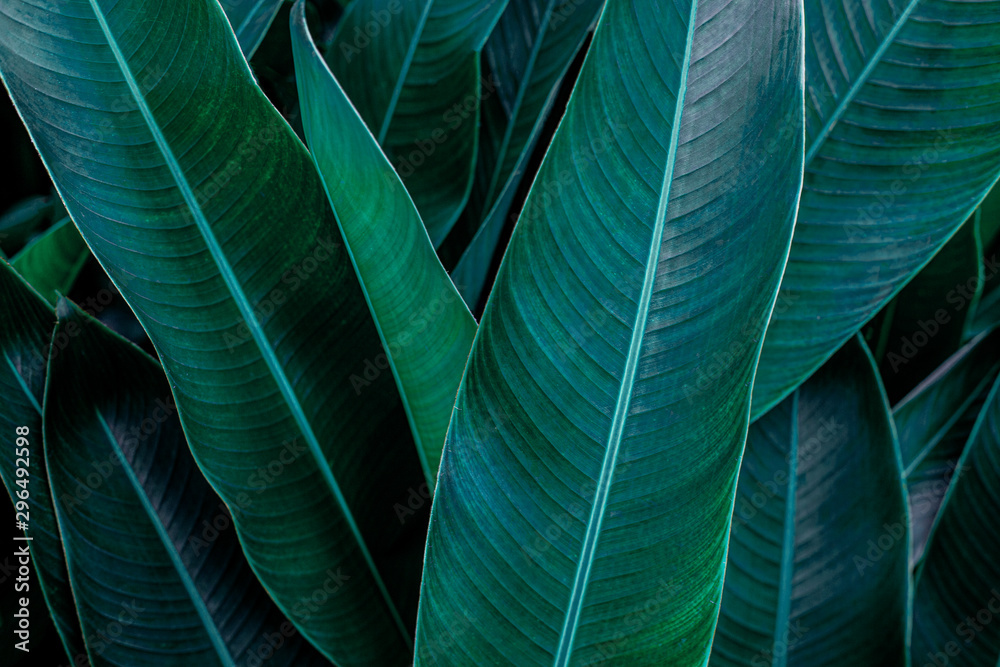 Obraz premium green leaf texture, dark green foliage nature background, tropical leaf