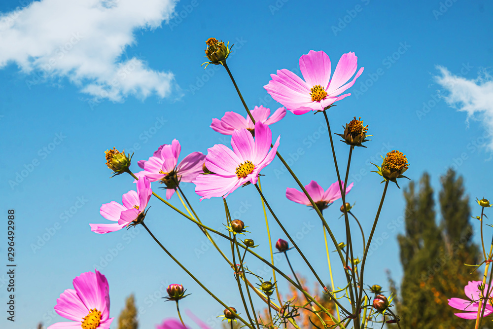 Bright cosmea flowers against the sky
