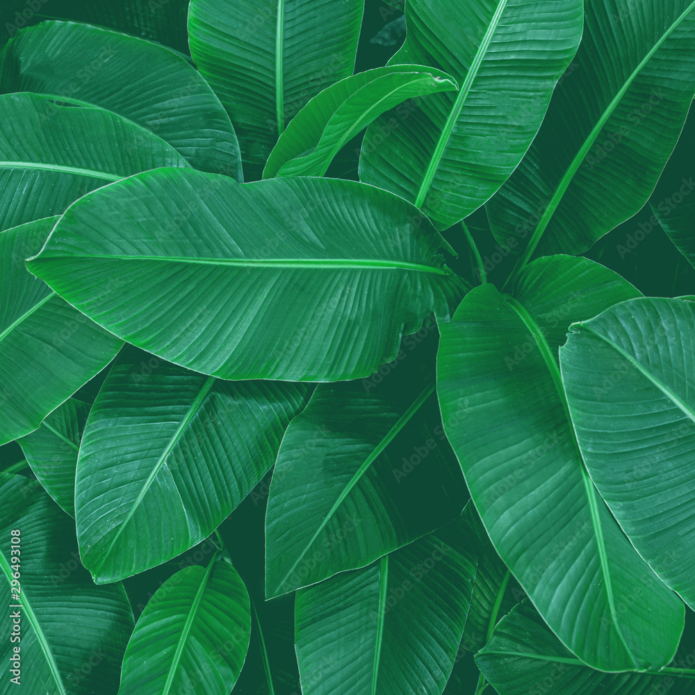 Fototapeta premium tropical banana leaf texture in garden, abstract green leaf, large palm foliage nature dark green background