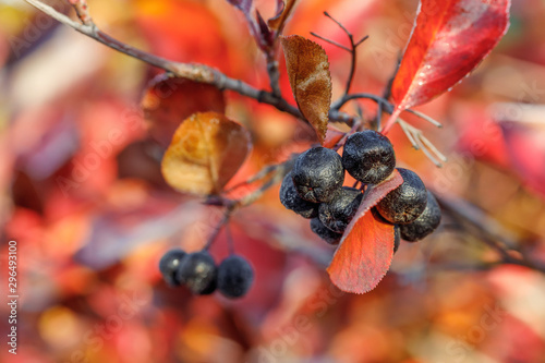 Ripe berries of barberry aronia black chokeberry in autumn garden