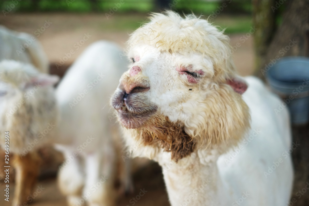 Alpaca smile at the farm Alpaca smile at the farm