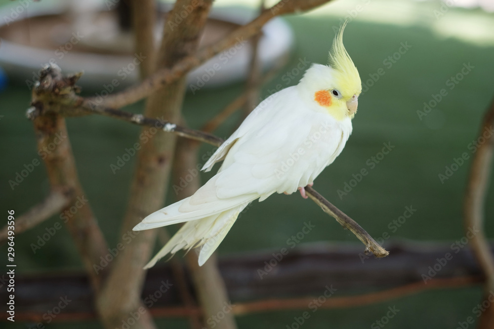 cute white parrot at the nature cute white parrot at the nature