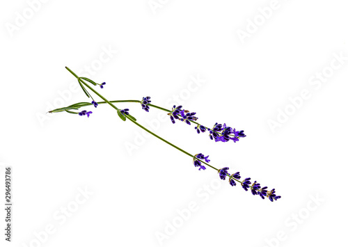 A sprig of lavender plants on a white background