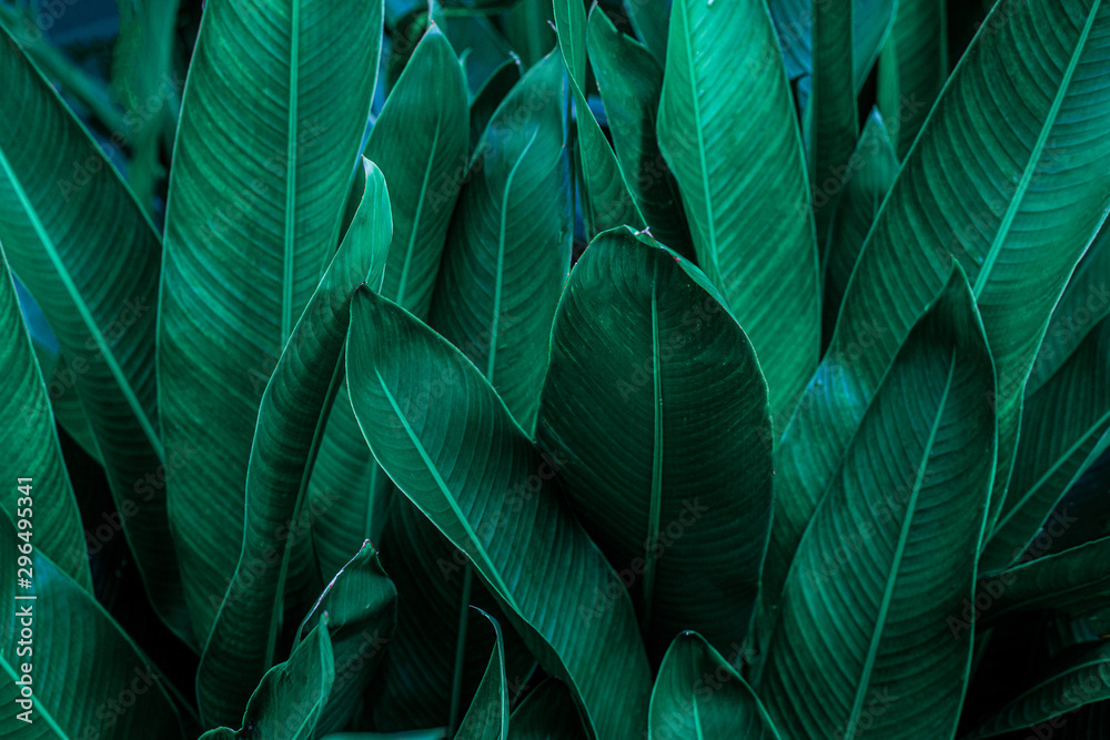 Obraz premium green leaf texture, dark green foliage nature background, tropical leaf