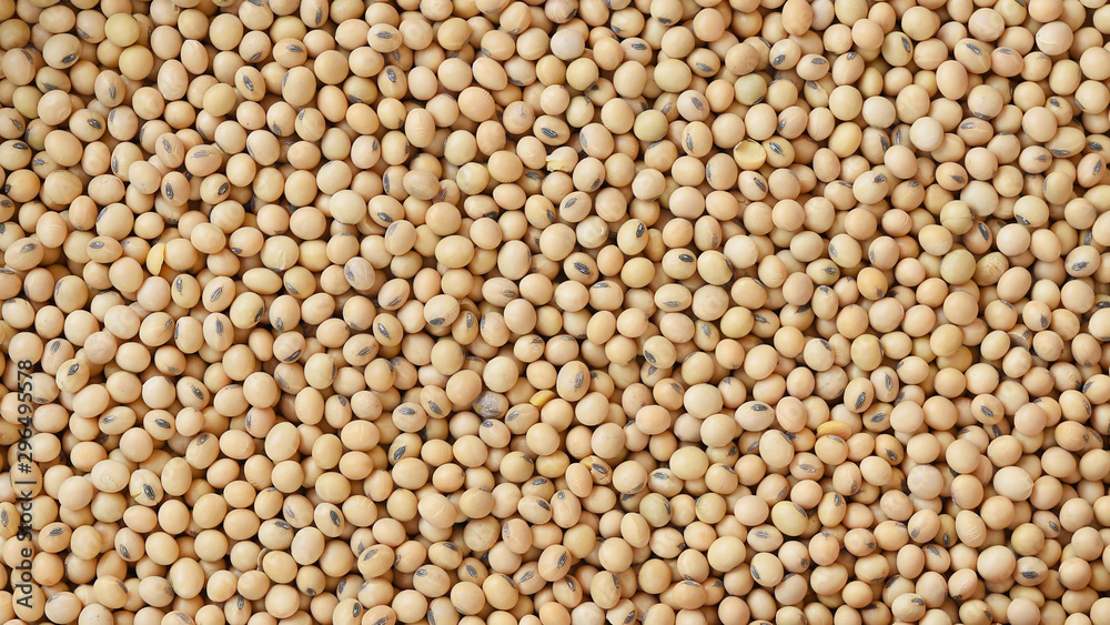 close up of soybeans for background close up of soybeans for background