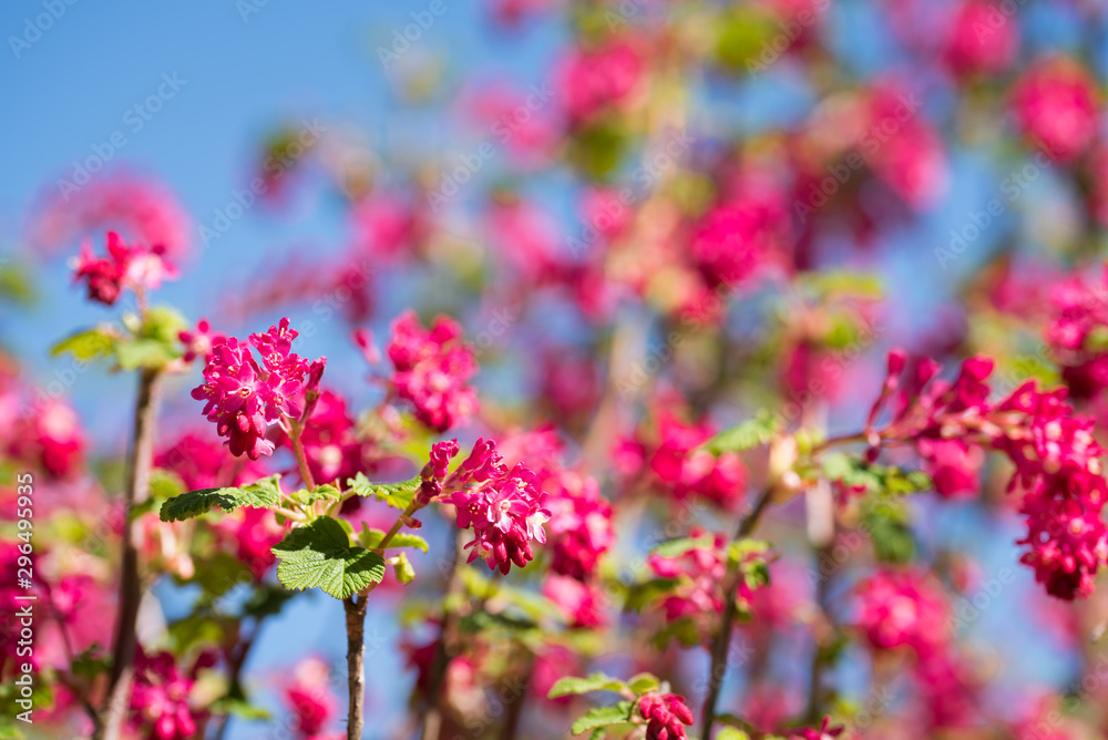 un arbre avec des fleurs rose au printemps