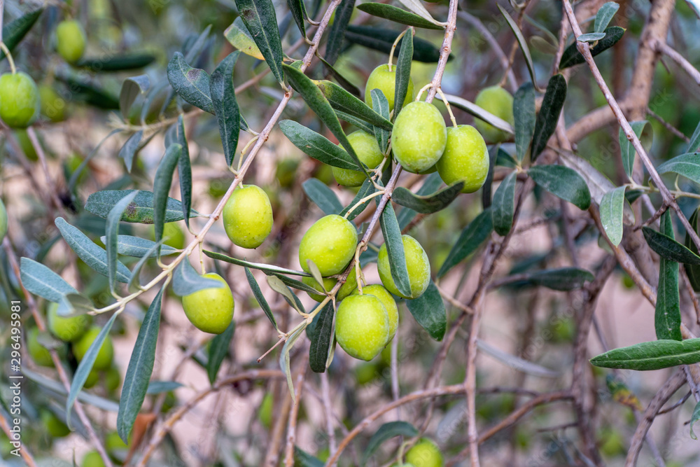 Green Olives Tree