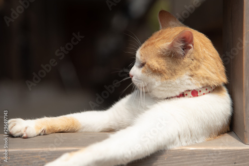 のんびりとした猫の横顔 Stock Photo Adobe Stock のんびりとした猫の横顔 Stock Photo Adobe Stock