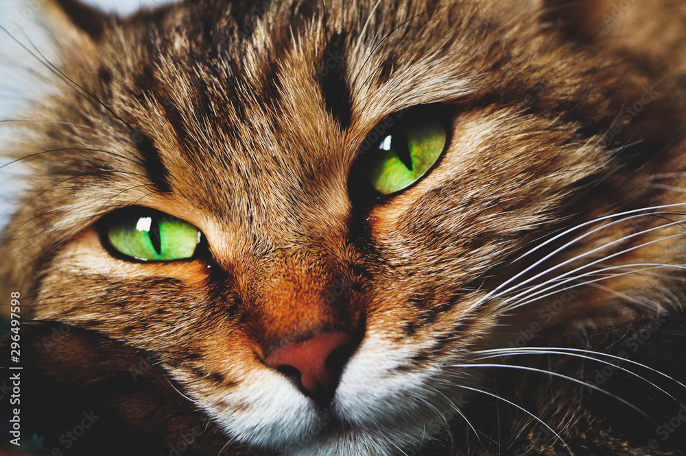 Have motley fluffy cats beautiful green eyes Have motley fluffy cats beautiful green eyes