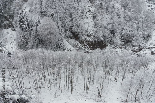 Pine trees and snow © ardasavasciogullari