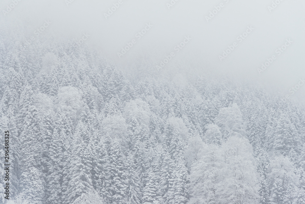 Pine trees and snow Pine trees and snow