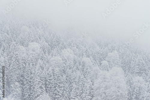 Pine trees and snow © ardasavasciogullari