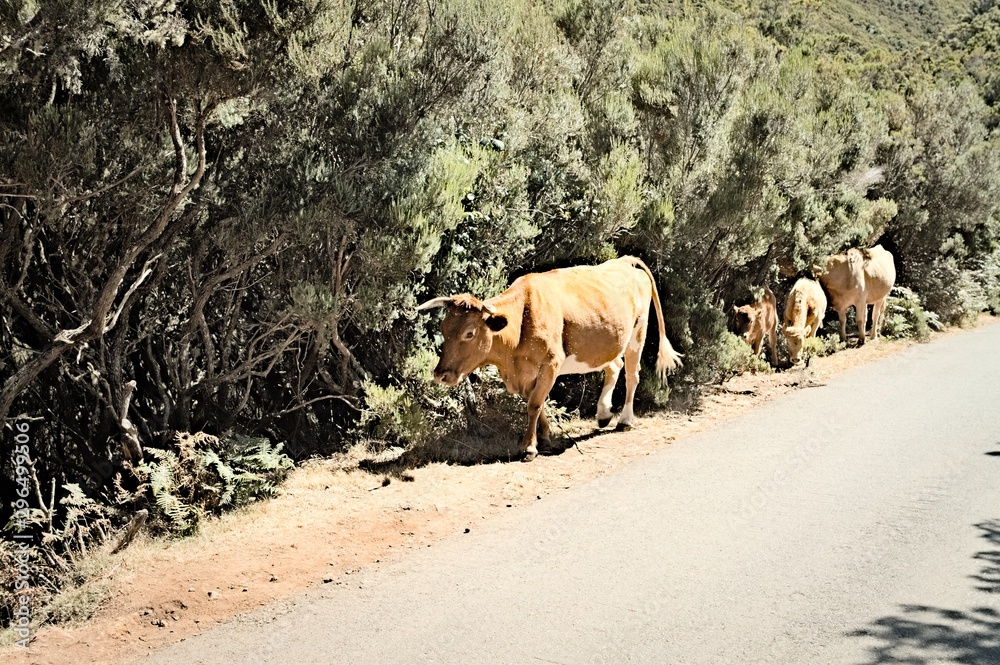 Fototapeta premium Cows and calves at the side of an asphalt road (Madeira, Portugal)