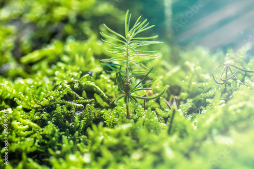 Small spruce sprouts among fresh green moss. Ecosystem concept.