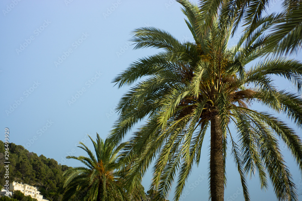 Palms trees in Mallorca on sunny weather day