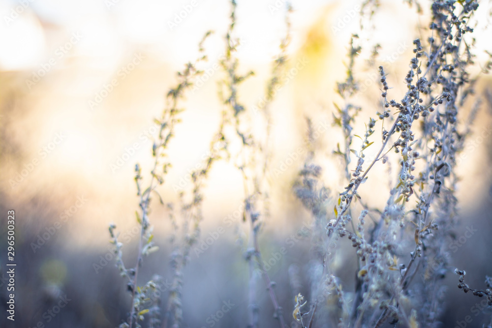 meadow flowers in early sunny fresh autumn morning. Vintage autumn landscape. Shallow depth of field, against the sun.