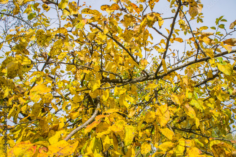 Autumn texture. Yellow orange and red leaves. Old fallen foliage with a covered plan. Autumn texture. Yellow orange and red leaves. Old fallen foliage with a covered plan.