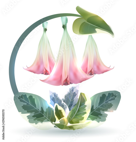 Brugmansia angel trumpet beautiful round symbol design, three flowers and variegated foliage on a white background, high quality detailed illustration