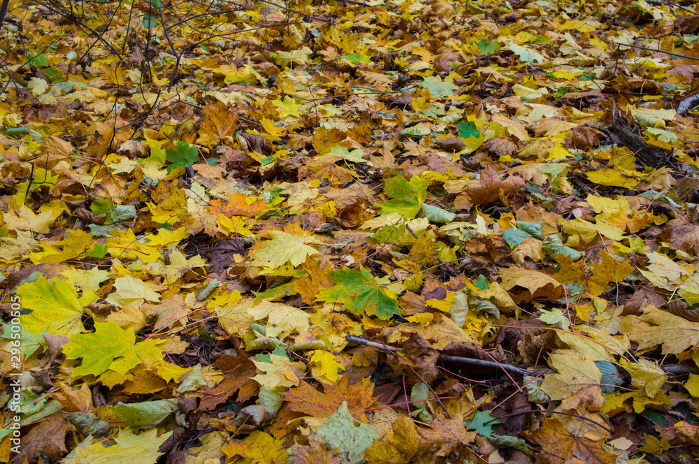 Autumn texture. Yellow orange and red leaves. Old fallen foliage with a covered plan. Autumn texture. Yellow orange and red leaves. Old fallen foliage with a covered plan.