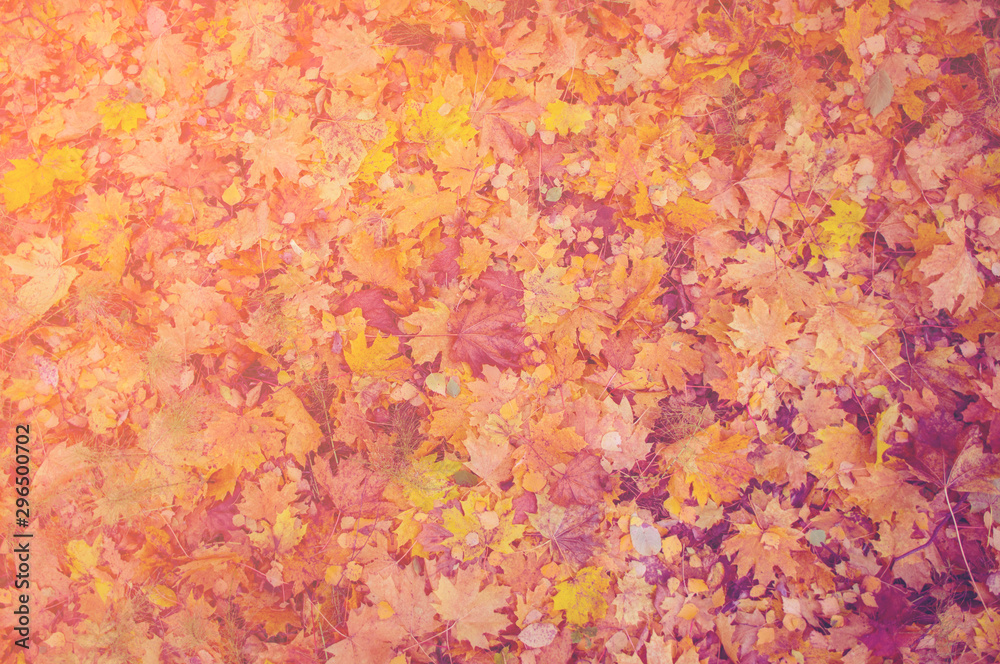 Autumn texture. Yellow orange and red leaves. Old fallen foliage with a covered plan. Autumn texture. Yellow orange and red leaves. Old fallen foliage with a covered plan.