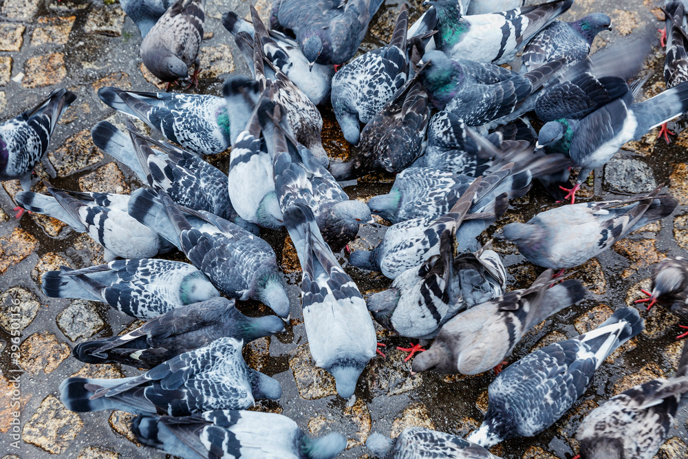 A group of pigeons peck food in the square. Close-up. Background. A group of pigeons peck food in the square. Close-up. Background.