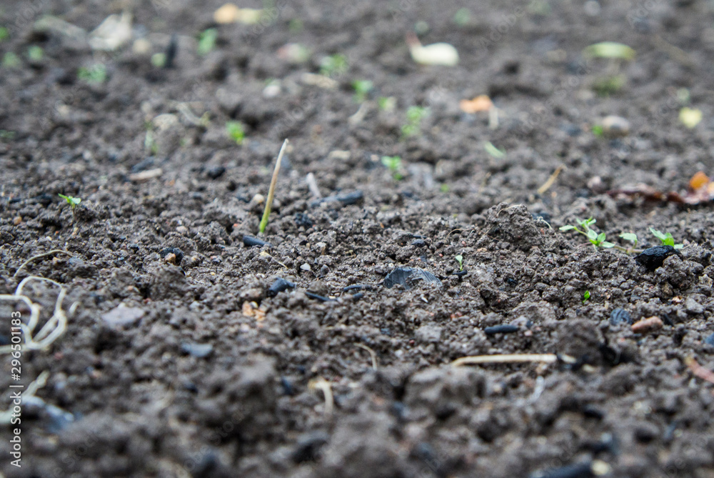 Gray soil ground texture closeup. Gray soil ground texture closeup.
