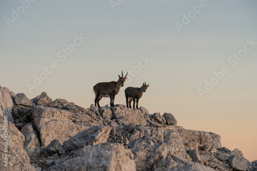 Steinnböcke in den julischen Alpen