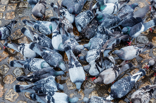 A group of pigeons peck food in the square. Close-up. Background.
