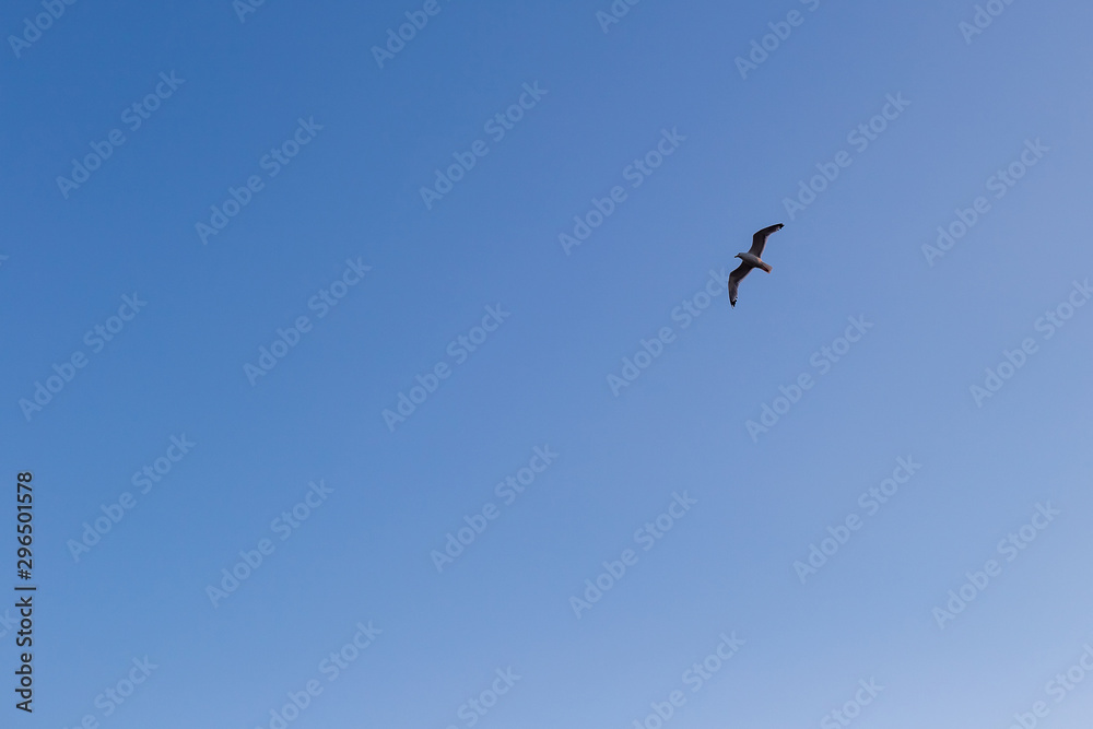 Seagull on a background of blue sky Seagull on a background of blue sky