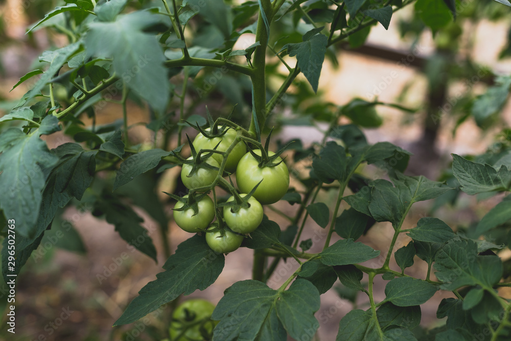 Unripe green tomatoes in a rural greenhouse Unripe green tomatoes in a rural greenhouse