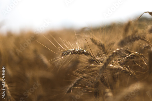 Wheat on the field. Plant  nature  rye. Rural summer field landscape