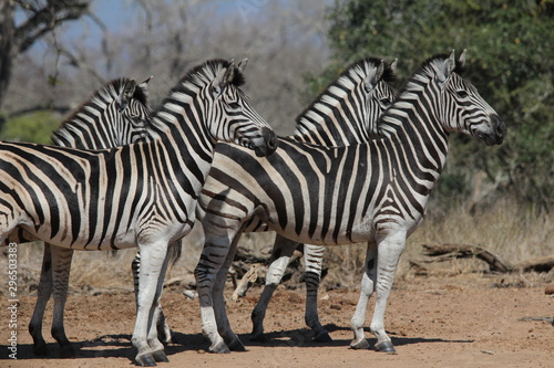 Attentive Zebras