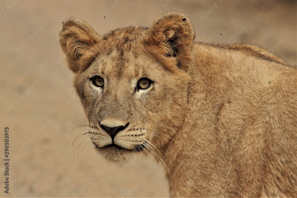 Sub-adult Lion Sub-adult Lion