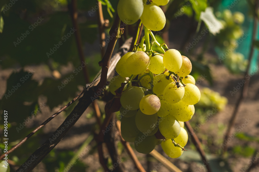 Wasp sitting on a berry and eats ripe grapes.