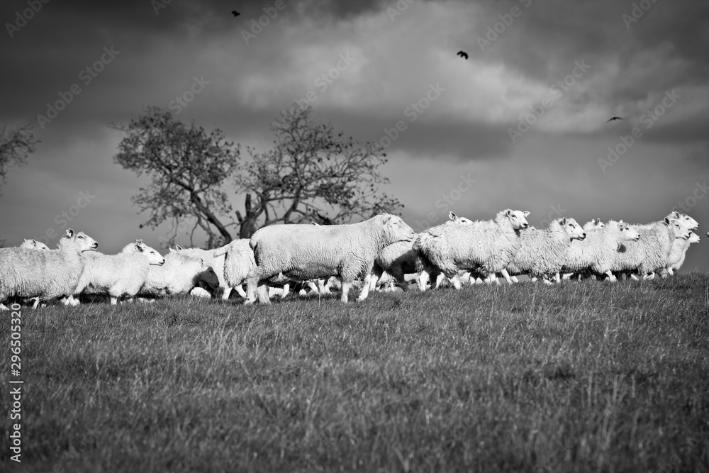Fototapeta premium Sheep #2