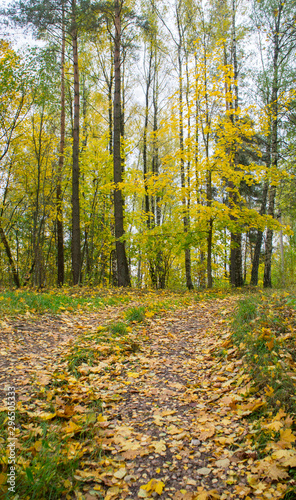 Autumn texture. Road with autumn yellow foliage.