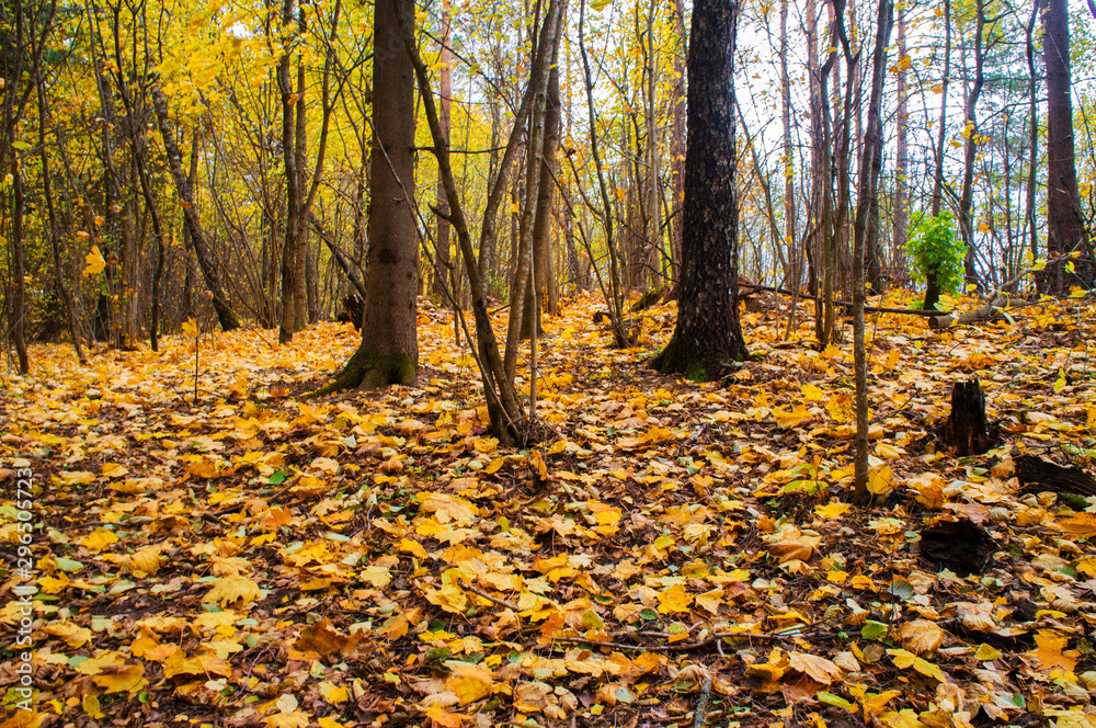 Autumn trees. Forest in the park with yellow leaves for background. Autumn trees. Forest in the park with yellow leaves for background.