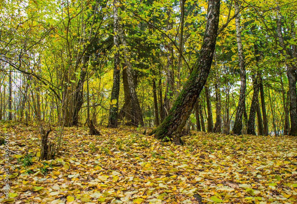 Autumn trees. Forest in the park with yellow leaves for background. Autumn trees. Forest in the park with yellow leaves for background.