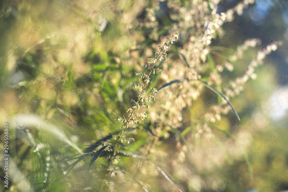 A cannabis plant, a marijuana bush in the countryside A cannabis plant, a marijuana bush in the countryside