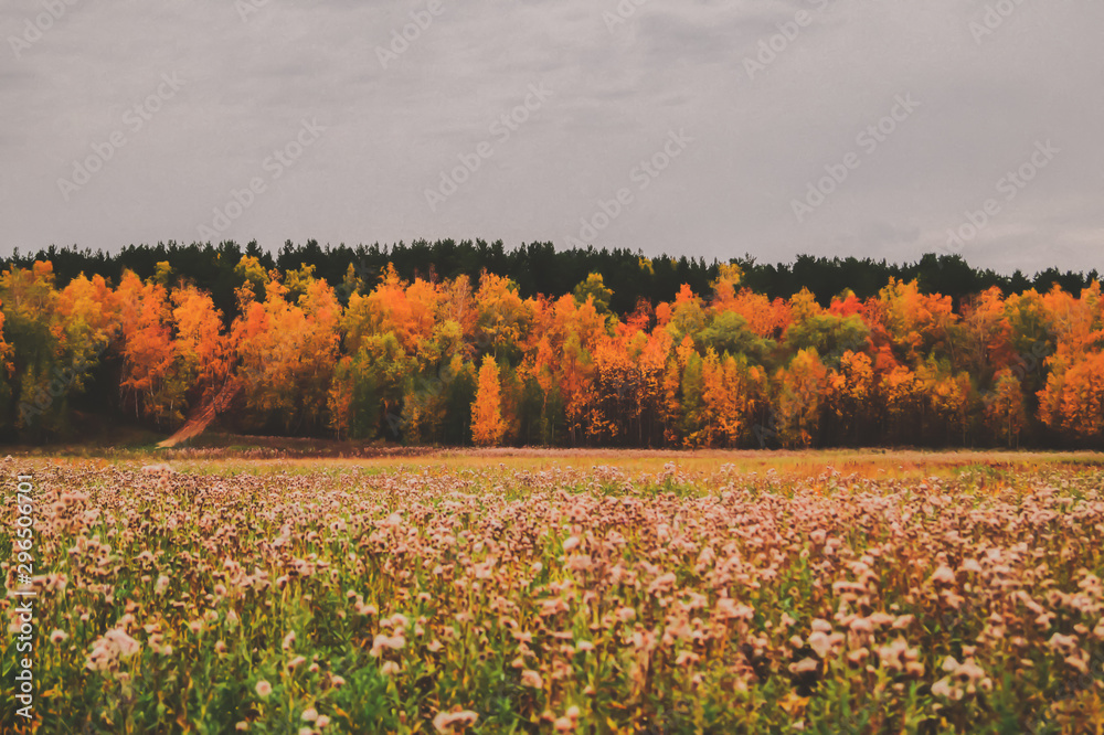 Obraz premium Beautiful autumn forest of bright yellow and orange hues, in front of him a field of white withered dandelions, gray sky and sad atmosphere, sadness for a departed summer